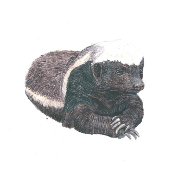 angry badger drawing